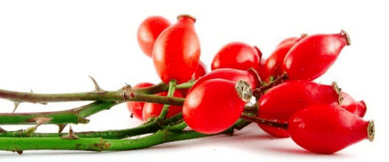 Rosehip jagode s cistitom
